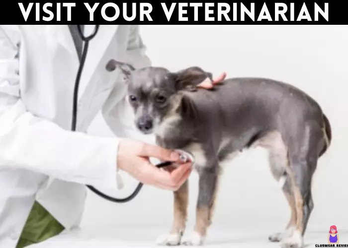 Why does my dog lick my underwear Visit your veterinarian