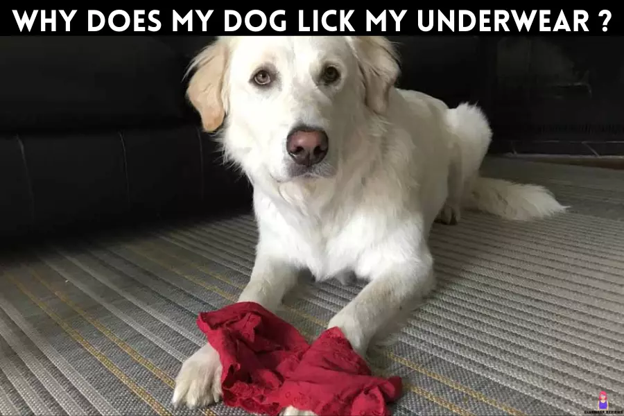 Why does my dog lick my underwear