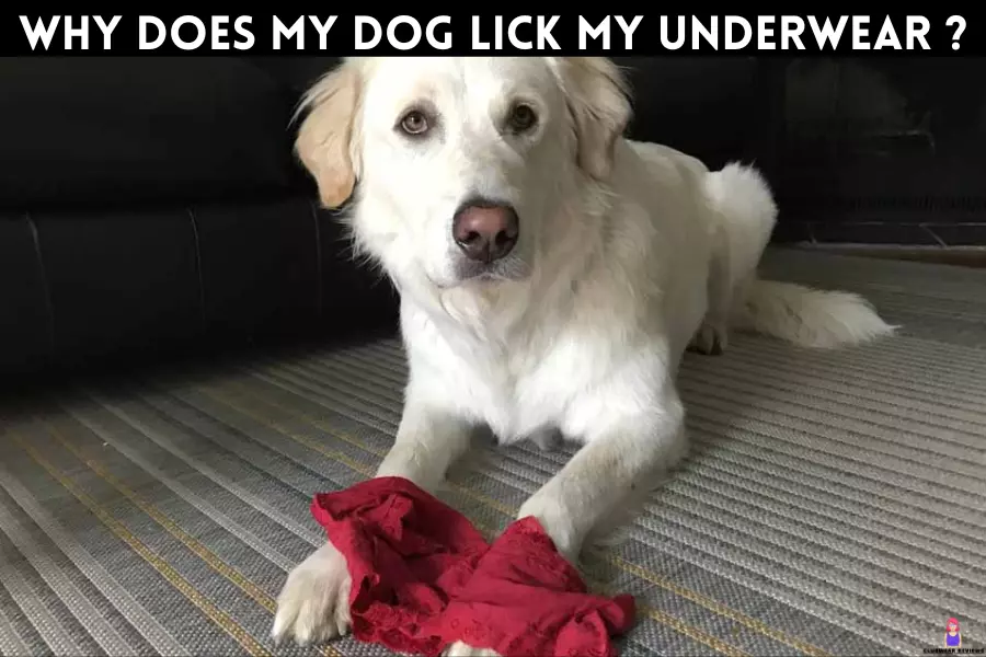 Why Does My Dog Lick My Underwear [5 Solutions To Stop It]